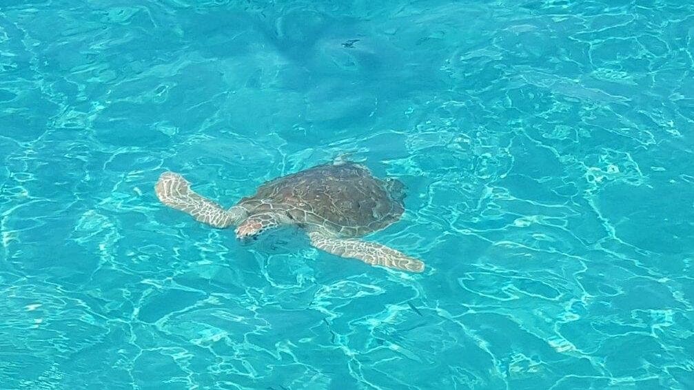 Schildpad aan het zwemmen in zee