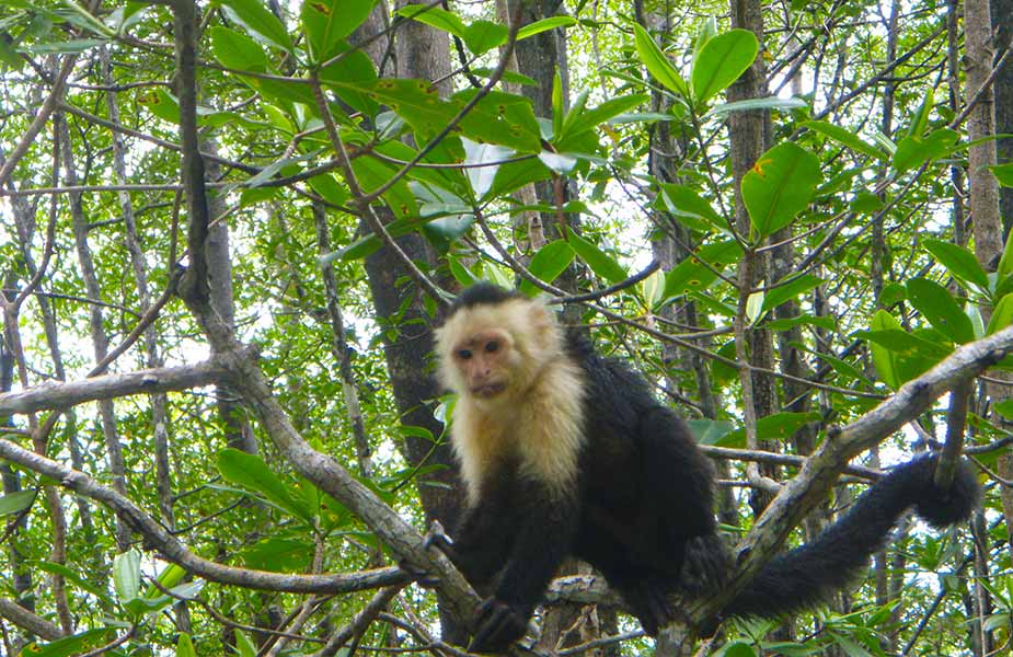 Aapje in de bomen in Costa Rica