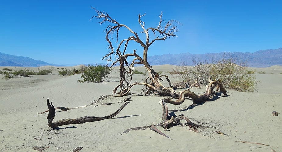 Uitgedroogde boom in Death Valley