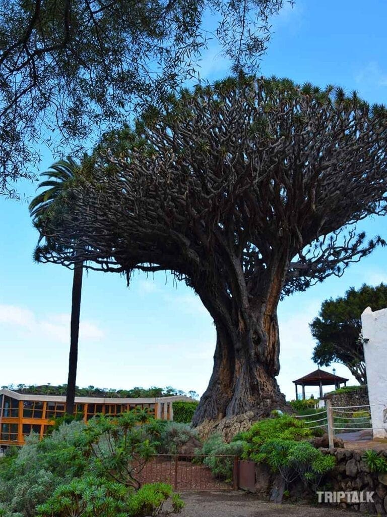 El Drago drakenboom Tenerife