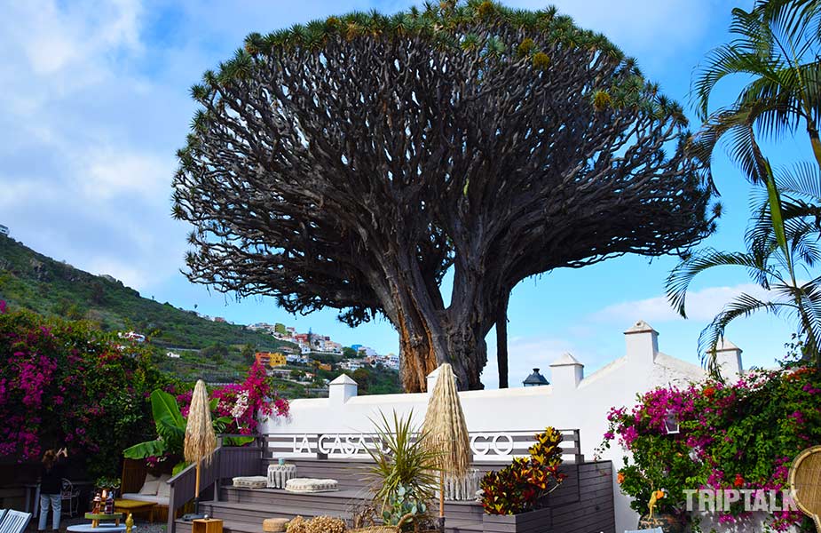 terras bij de drakenboom op Tenerife