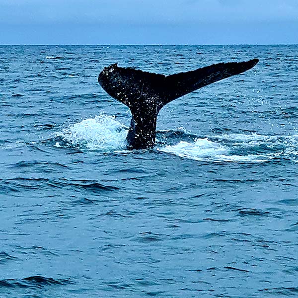 Walvsisstaart steekt uit de zee