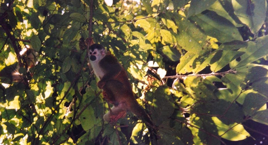 Aapje in boom Costa Rica