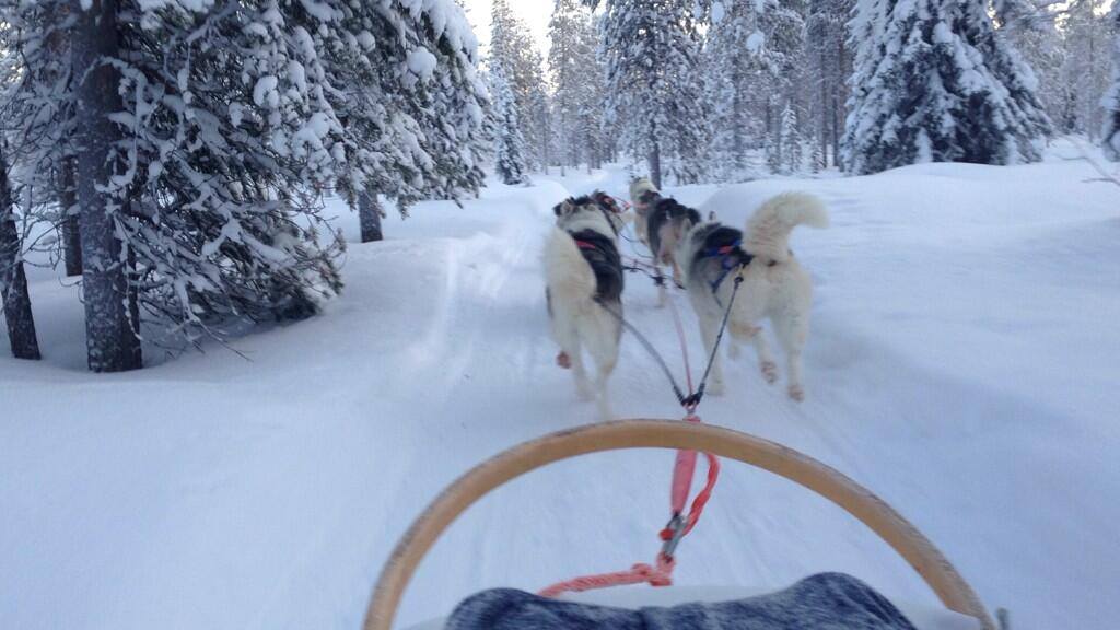 Husky safari in Fins Lapland