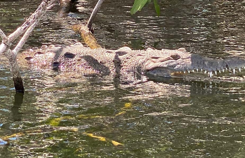 Krokodil met open bek in het water