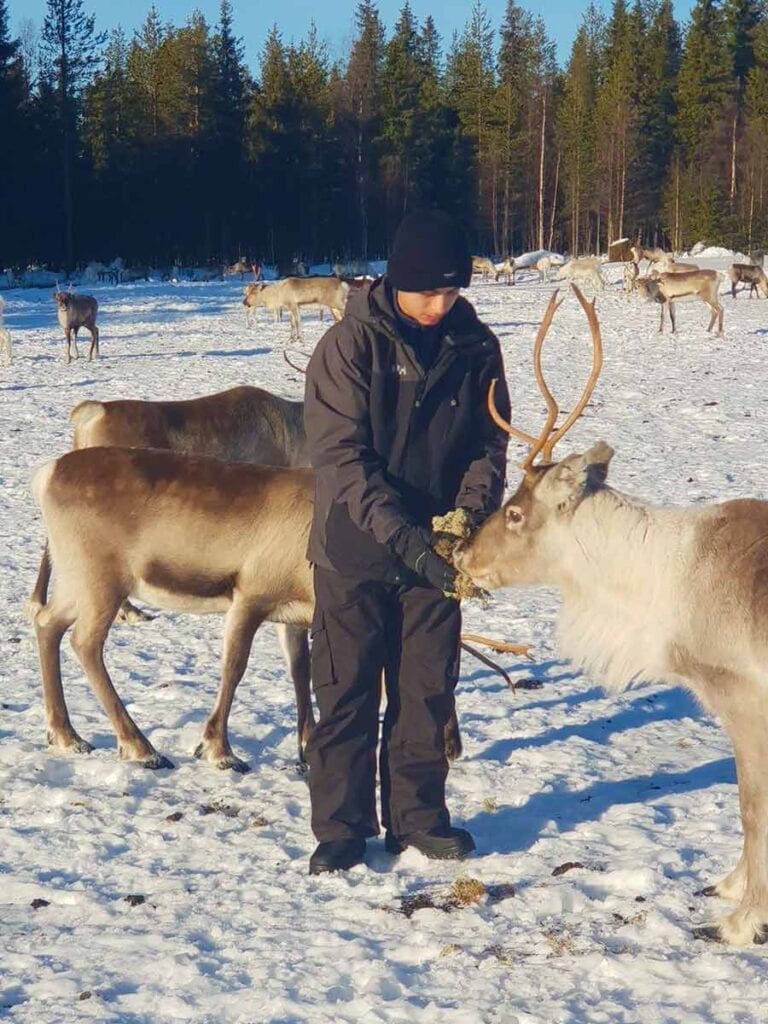 Rendieren in de sneeuw in Lapland