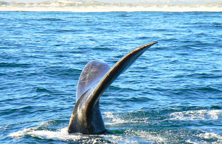 Staart van Walvis in Zuid-Afrika