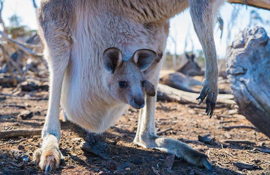 Baby kangaroe in de buidel in Australië