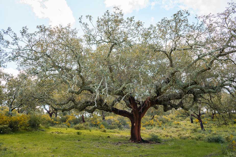 kurkbomen in portugal