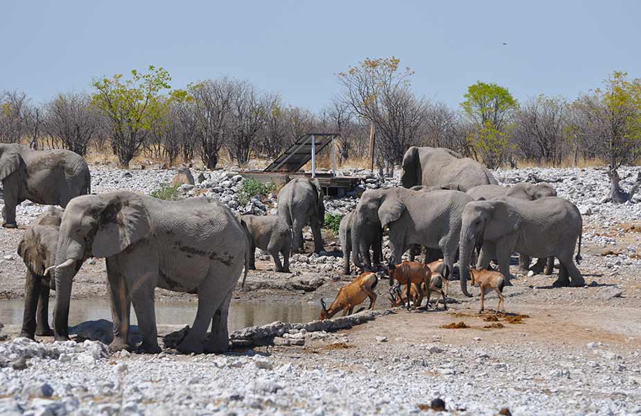 Olifanten in Namibie bij een drinkplaats