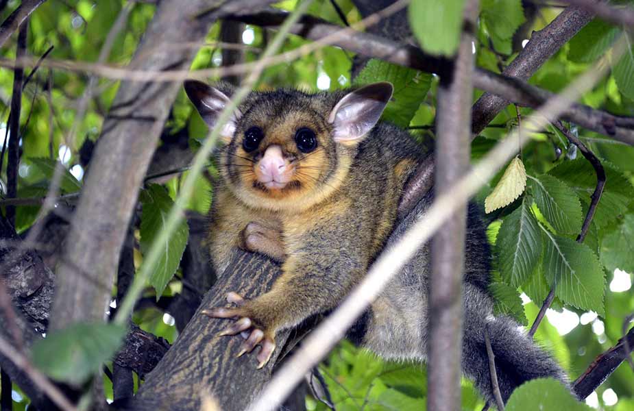 Een possum in de bomen