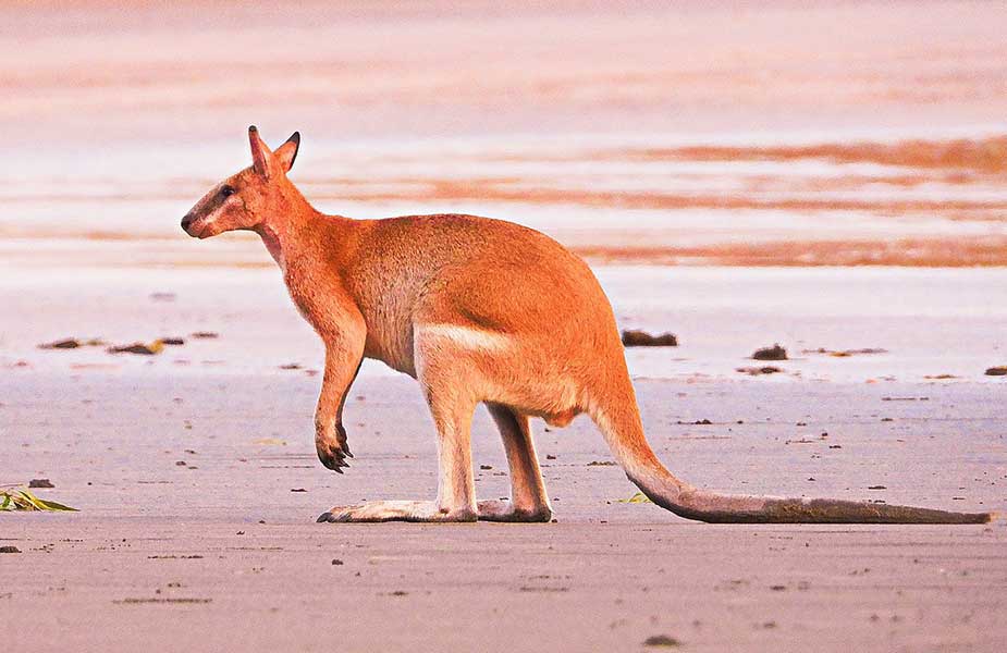 Een walleby op het strand in Australië