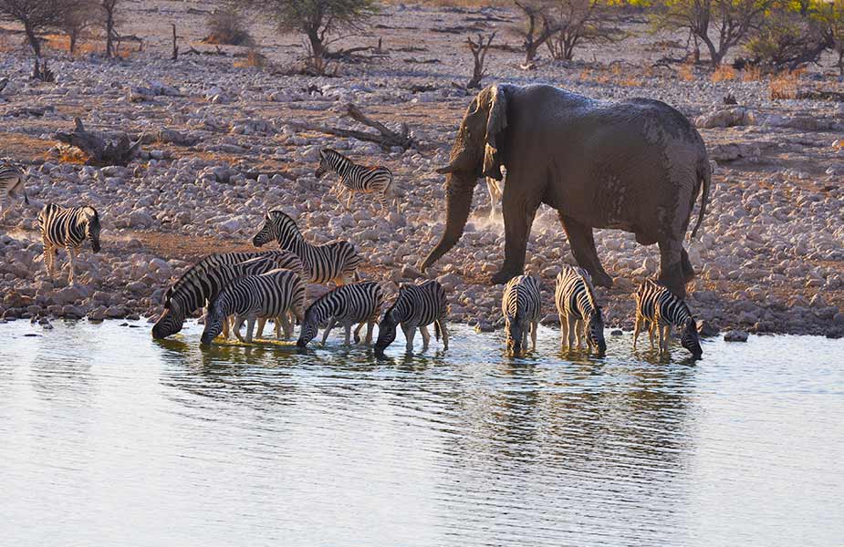 Zebra en olifanten drinken water in Namibië