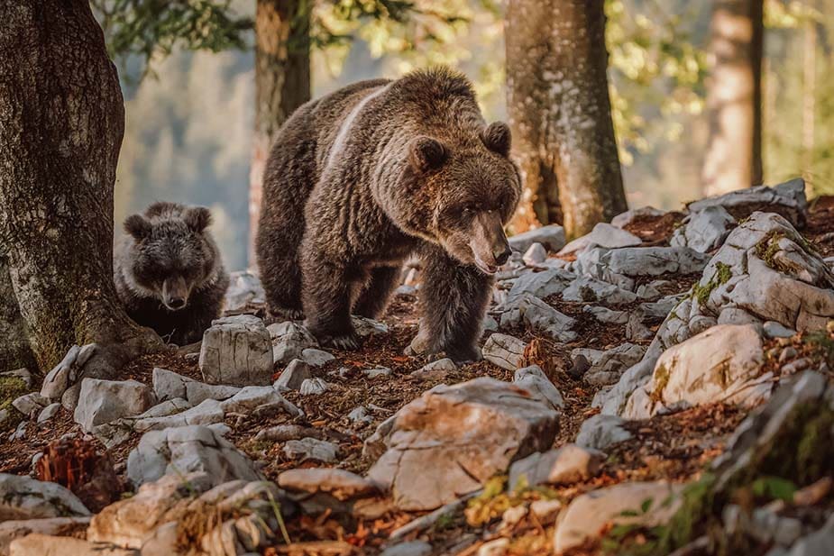 beren spotten doen in Slovenië 