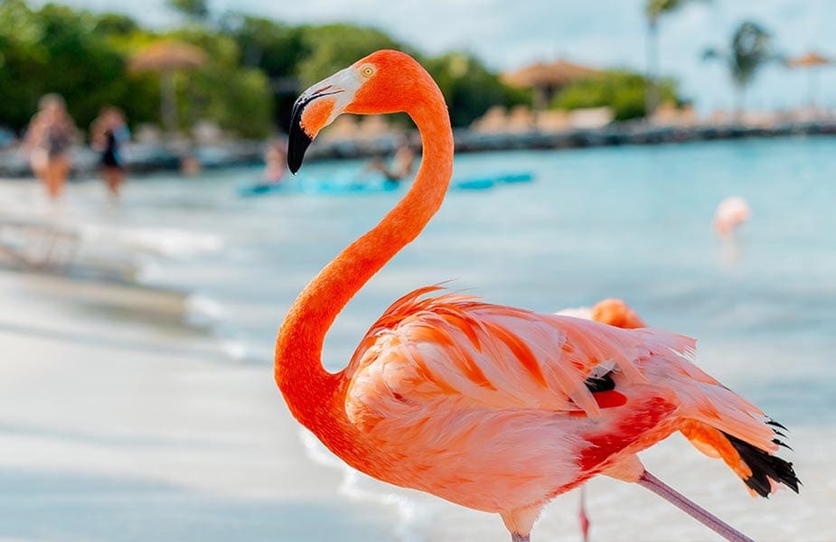 Flamingo op het prive eiland Renaissance beach op Aruba