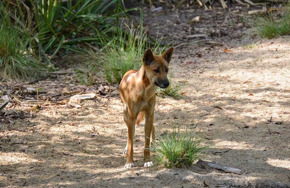 Een dingo in de natuur in Australie