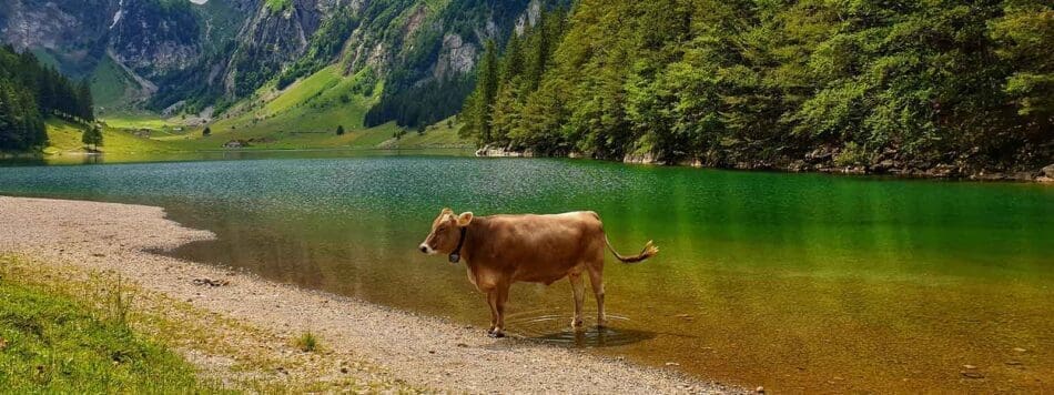 Een koe staat in de Seealpsee