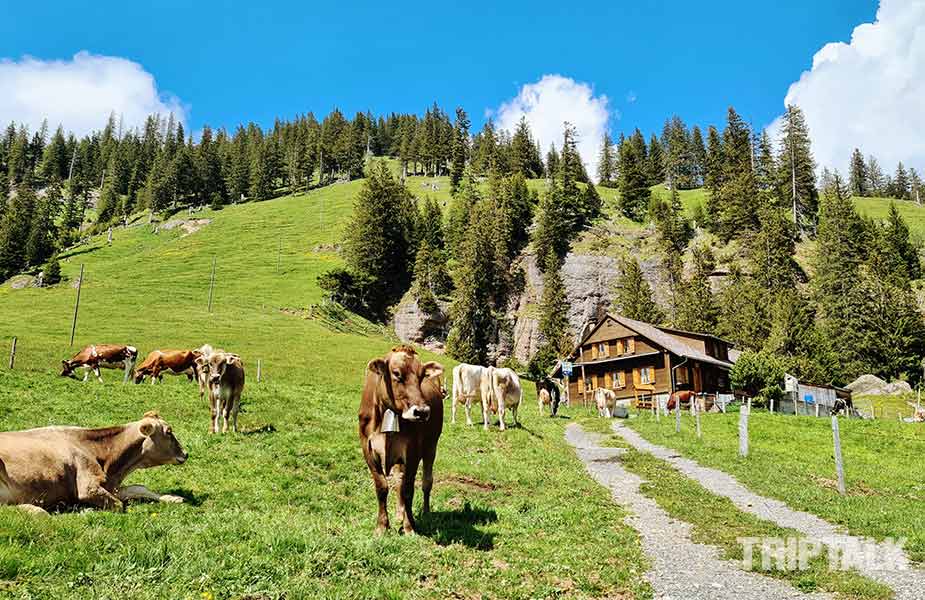 Koeien in de alpenwei bij Rigi