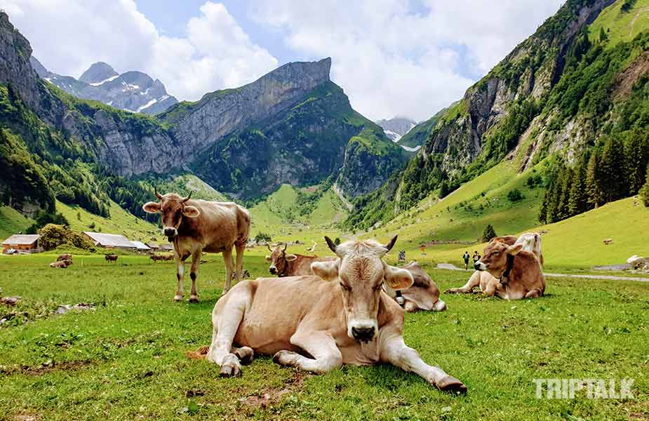 Koeien aan het rusten in de vallei van de Seealpsee