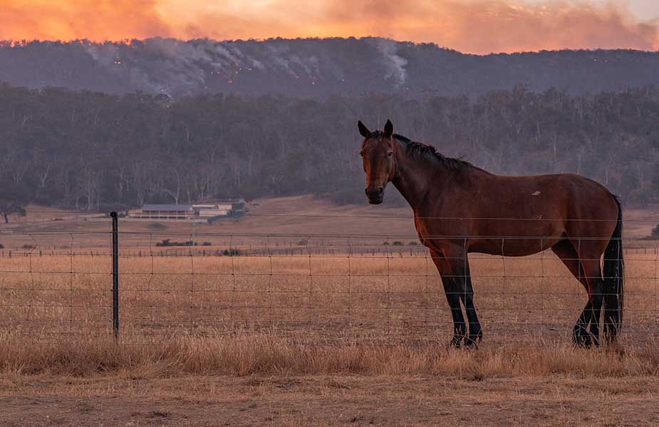 Paard op een vlakte in Tasmanie in Australie