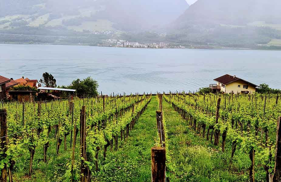 Wijnbouw in Quinten aan de Walensee