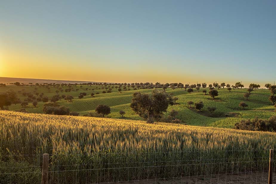 Het licht van de zonsondergang over de natuur van Alentejo