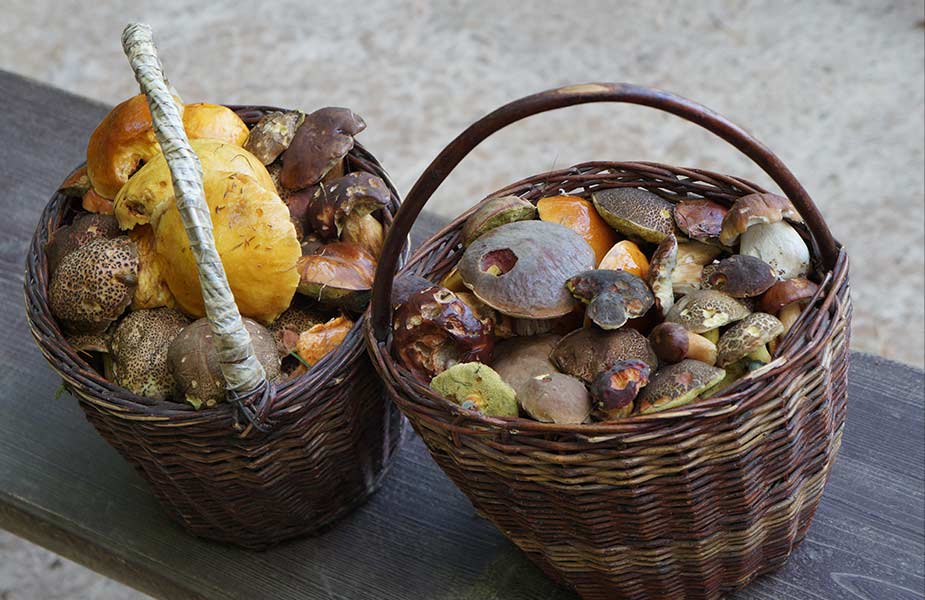 Paddestoelen in manden in Tsjechie