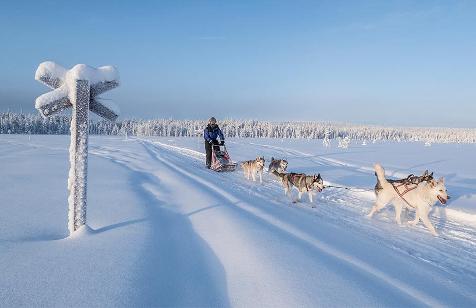 Huskytocht tijdens een vakantie in Laplan