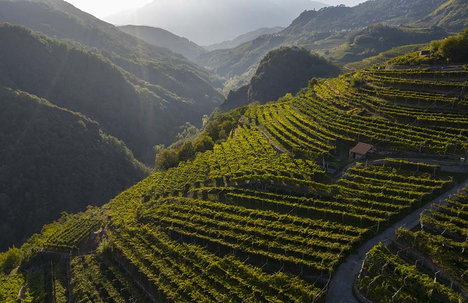 Vigneti in val di Cembra 