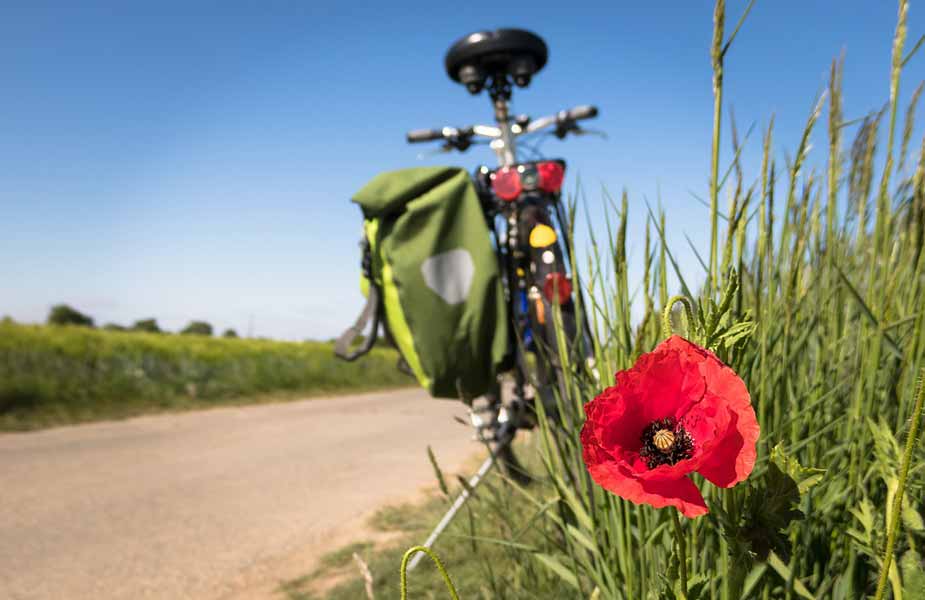 Fiets op standaard bij bloem