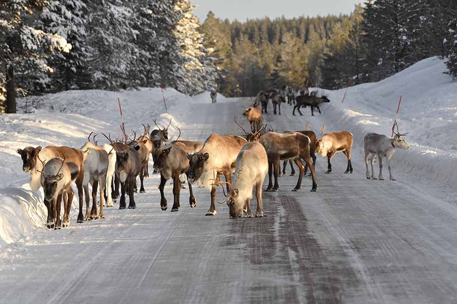 rendieren in zweden dalarna wintersport