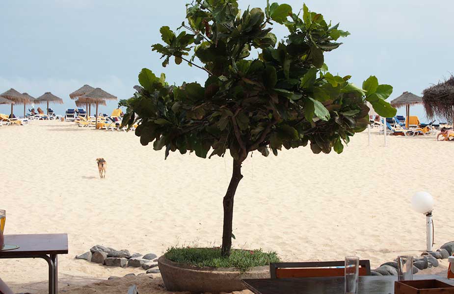 Boom op het mooie strand van Sal op Kaapverdie