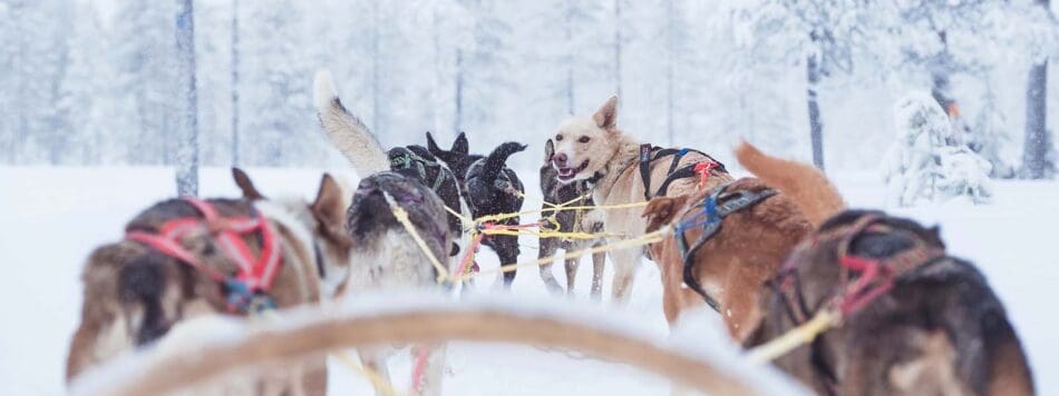 wintersport zweden dalarna