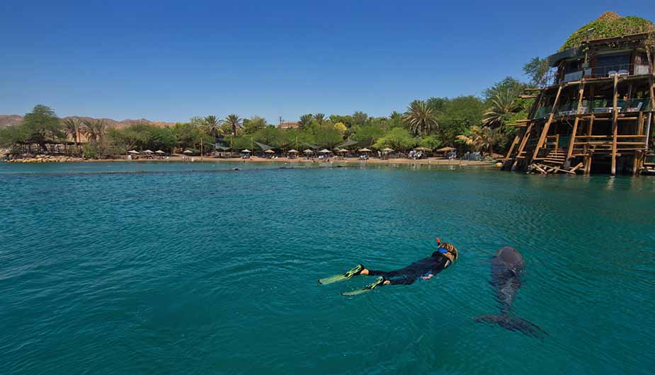 dolfijnen vakantie israel