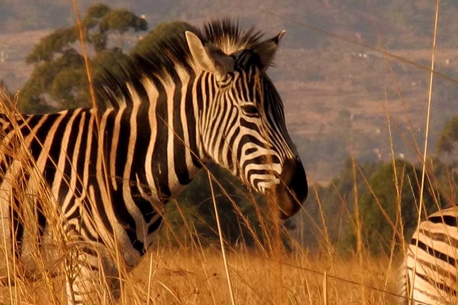 Zebra in het Kruger Park in Zuid-Afrika