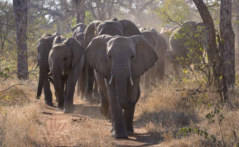 Olifanten in Zuid-Afrika in de bush