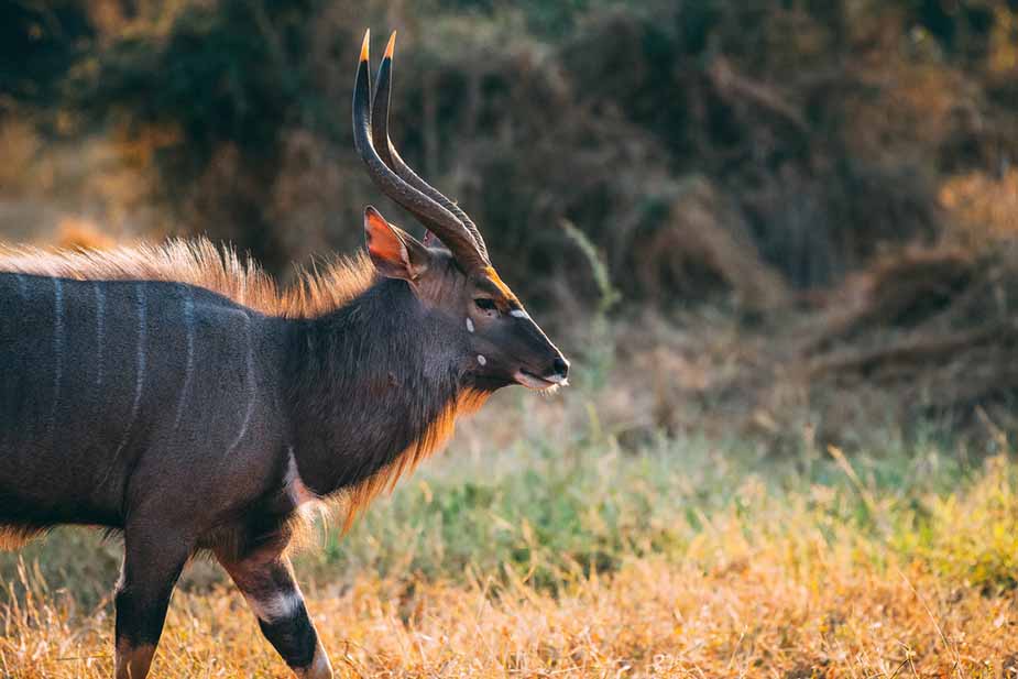 Kudu in de afrikaanse bush