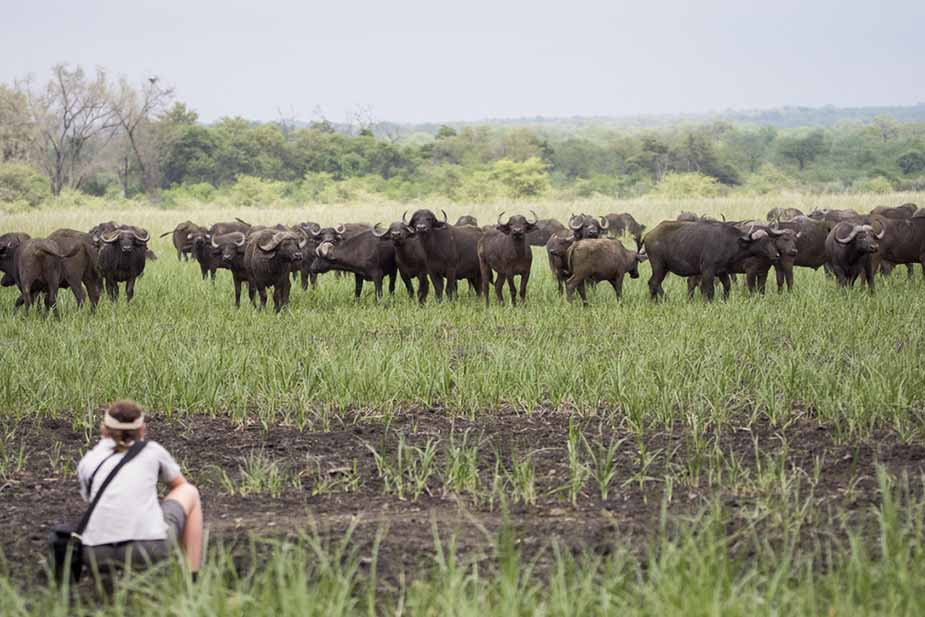 Een kudde buffels op een vlakte in Kruger Park