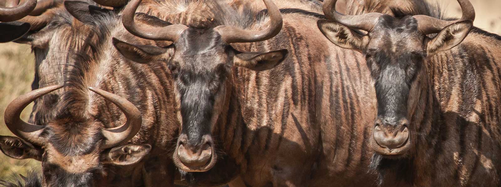 Wildebeesten trekking Zuid Afrka in Kruger Park