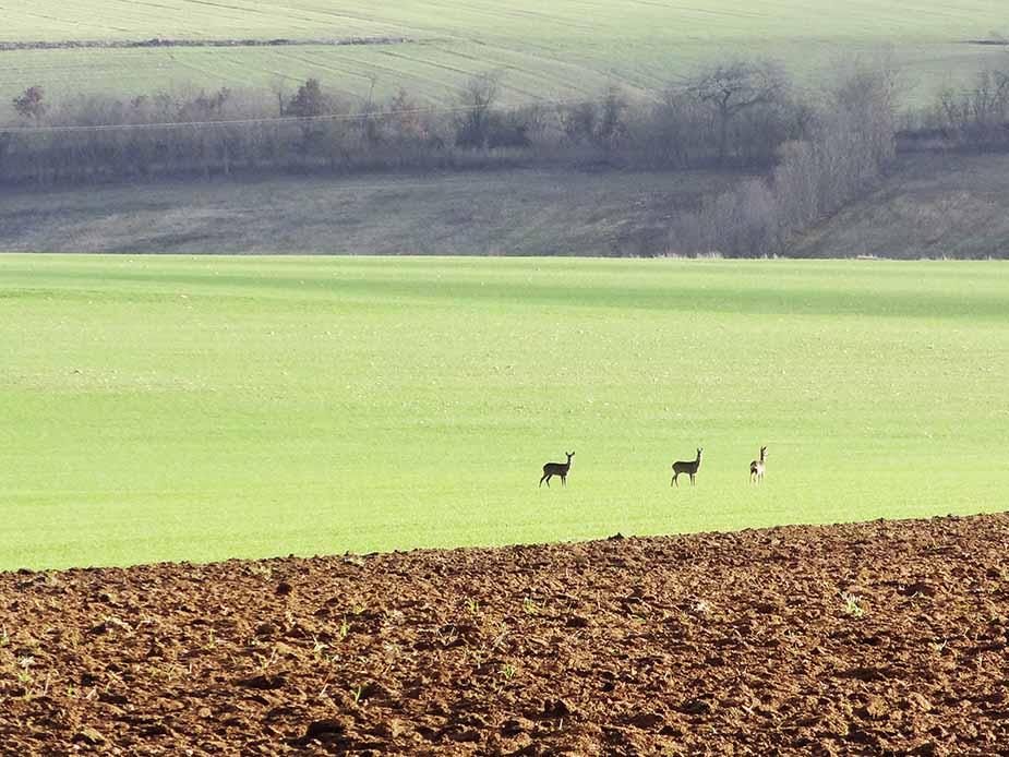 hertjes natuur frankrijk