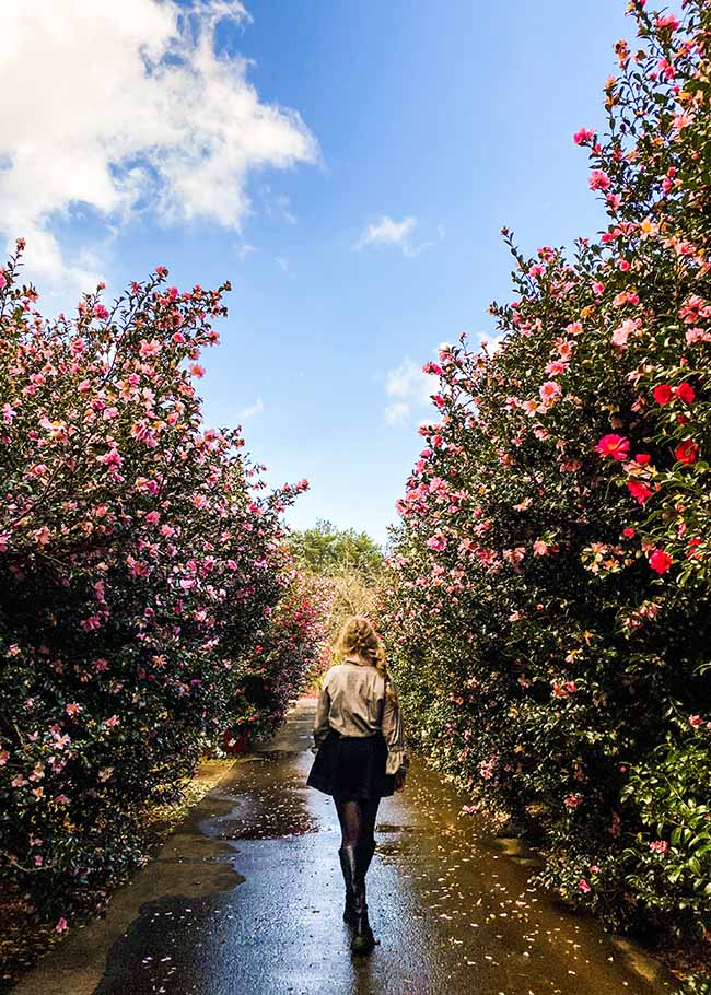 jeju Camellia Hill Jeju