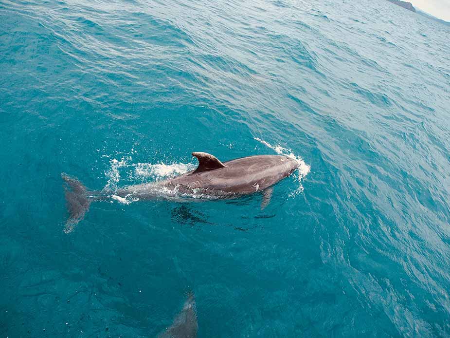 dolfijnen bay of islands