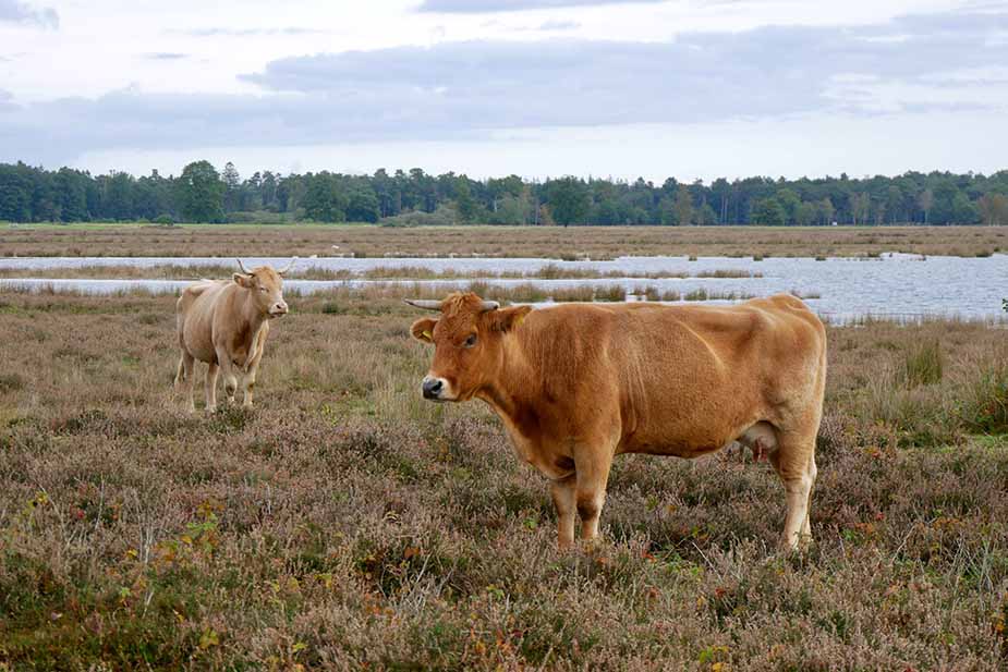 natuur in drenthe