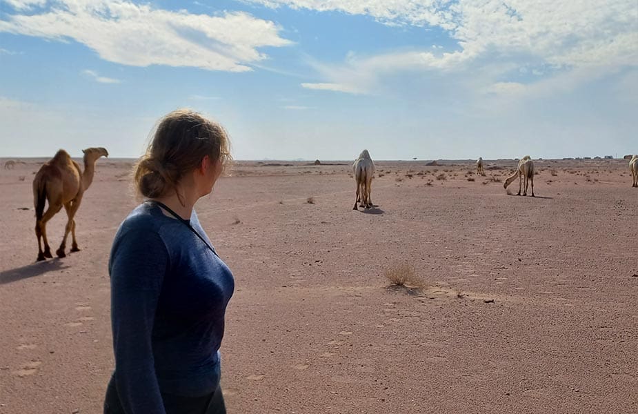 Kamelen zie je tijdens reizen naar Saoedi Arabie