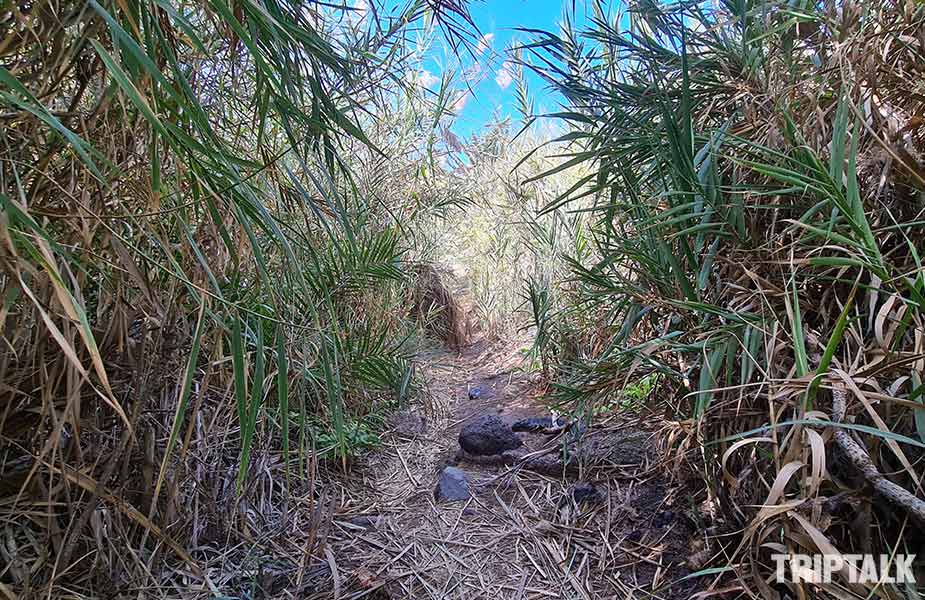 Stuk door riet lopen wandeling Playa Gui Gui