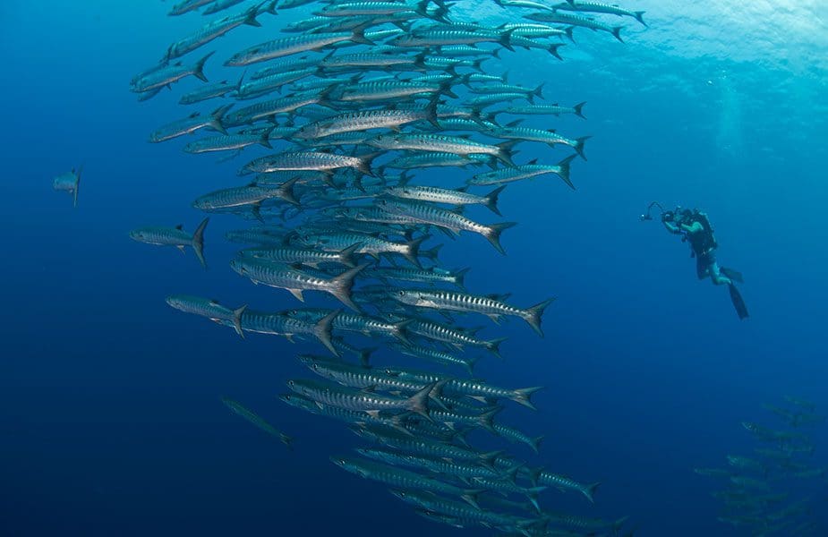 Het onderwaterleven bij de Tubbataha riffen Filipijnen