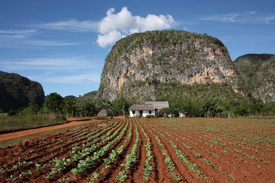 Viñales reis cuba