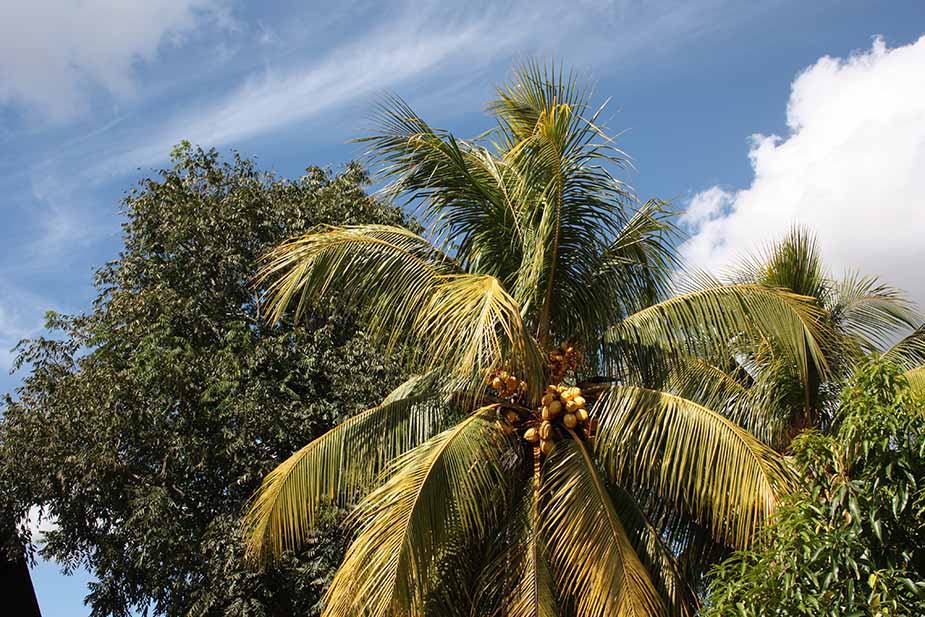 Viñales