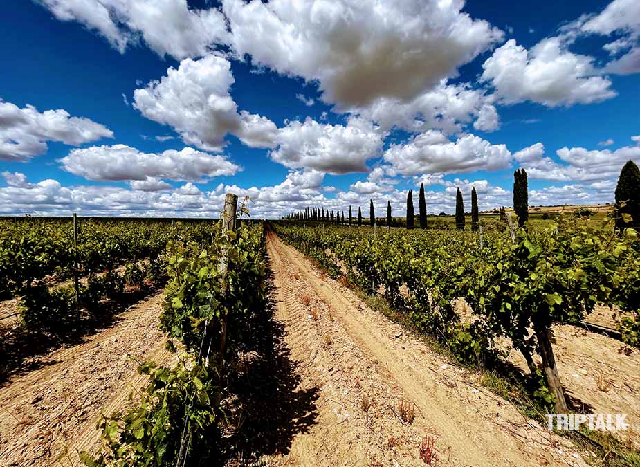 De wijngaarden van hacienda Zorita iin Castilie en Leon