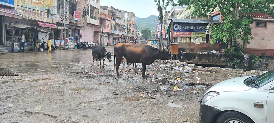 heilige koeien india